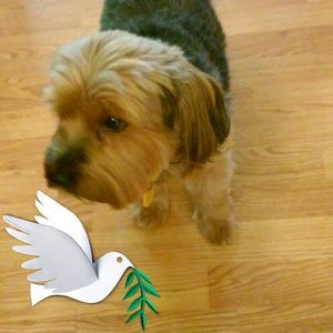 Meet your Posher, Joyce